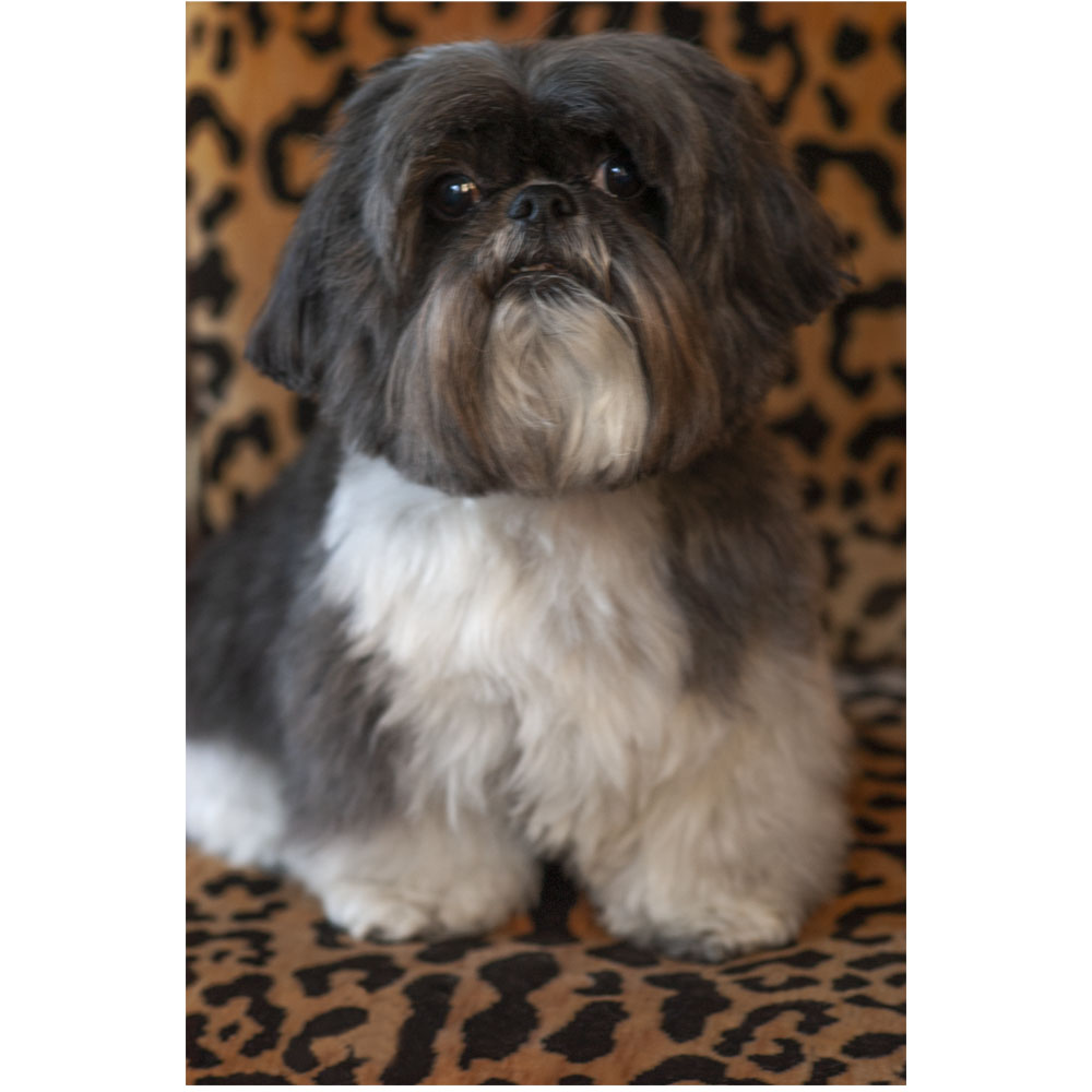 Ace of  Hearts Photo apso Photo NYC.jpg